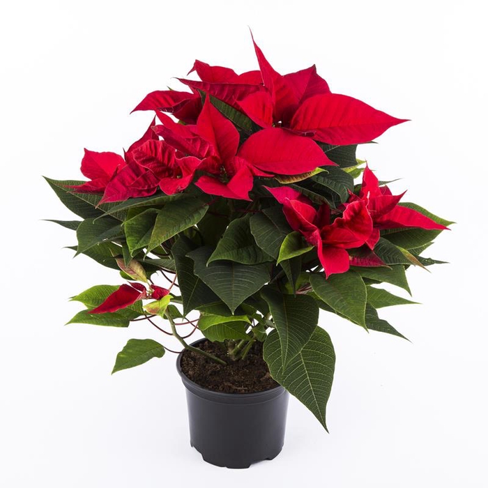 <h4>EUPHORBIA PULCHER P17 ROOD</h4>