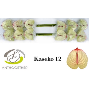 Anth A Kaseko 13 cm X12 Bouman