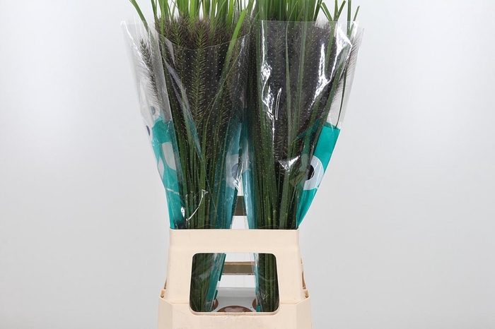 <h4>Penni Black Fox</h4>