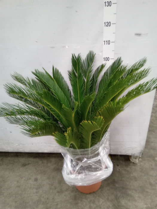 <h4>Cycas revoluta</h4>