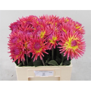 Dahlia Karma Sangria