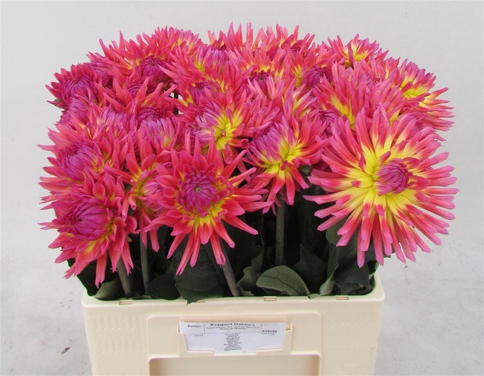 <h4>Dahlia Karma Sangria</h4>