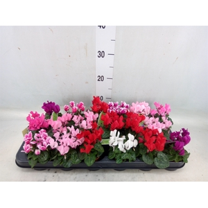 Cyclamen KL 'Micro'