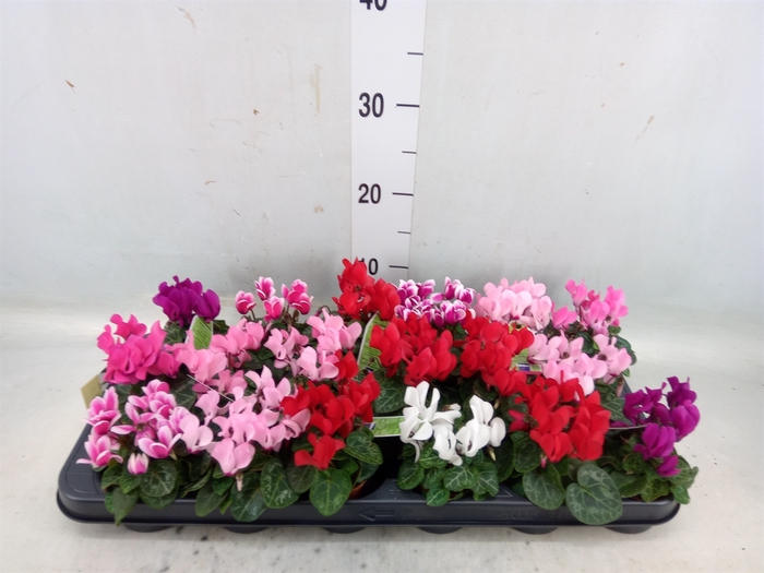 <h4>Cyclamen KL 'Micro'</h4>