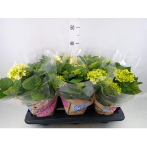 Hydrangea mac. 'Wudu'