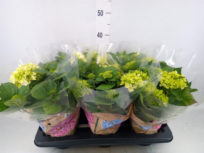 <h4>Hydrangea mac. 'Wudu'</h4>