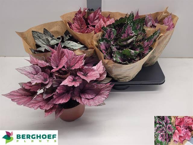 <h4>BEG BEL GEM</h4>