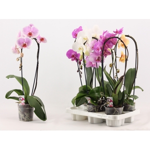 Phal Gem
