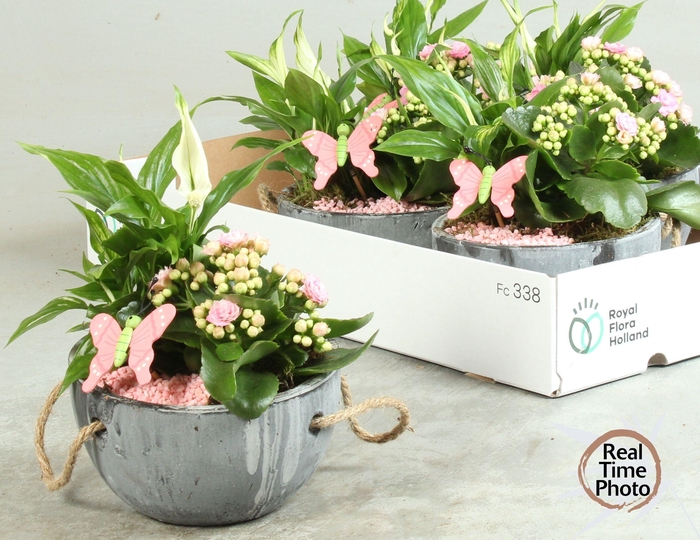 <h4>ARR KAMERPL</h4>