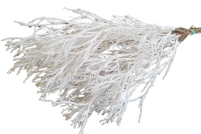 Huckelberry per bunch White With Flock