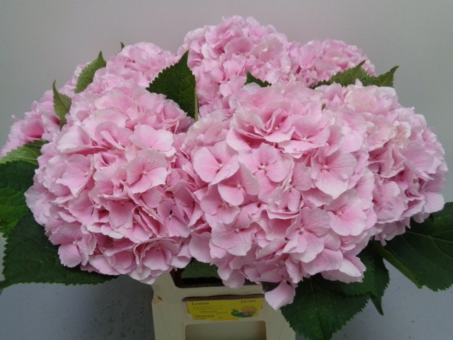 <h4>HYDR M CH VERENA</h4>