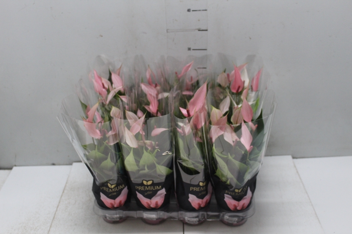 <h4>ANTHURIUM LILLI P09 PREMIUM</h4>