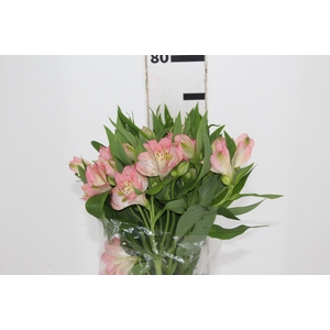 ALSTROEMERIA DUBAI 080 CM