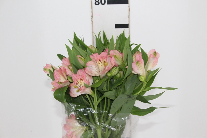 <h4>ALSTROEMERIA DUBAI 080 CM</h4>