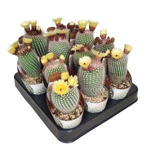 NOTOCACTUS SCOPA FROSTY WHITE - POT Ø 6,5 - COLLECTION - WITH POTCOVER (CACTUS)