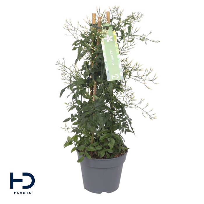 <h4>Jasminum polyanthum</h4>