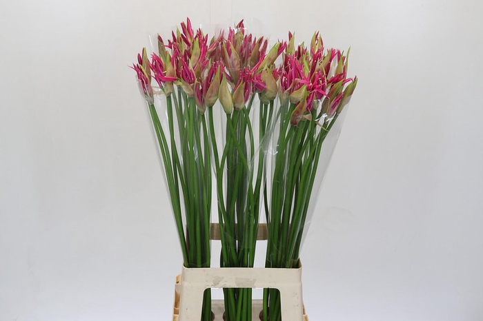 <h4>Nerine Alexandra</h4>