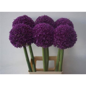 Allium Ambassador