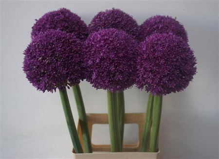 <h4>Allium Ambassador</h4>