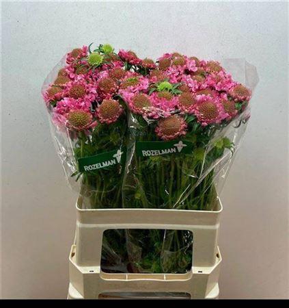 <h4>Scab At Candy Scoop</h4>