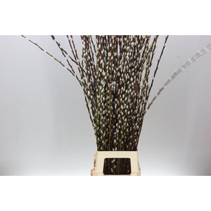 Salix Pussy Willow