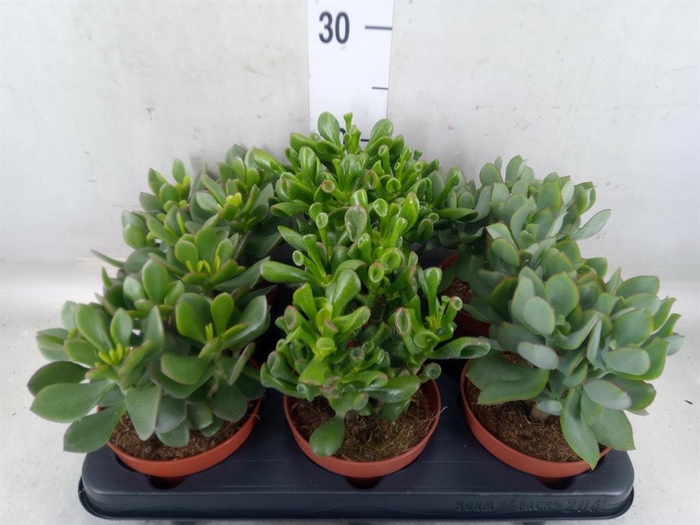 <h4>Crassula   ...mix</h4>