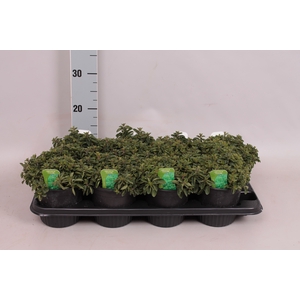 Kruiden I Origanum vulgare  (Wilde marjolein)