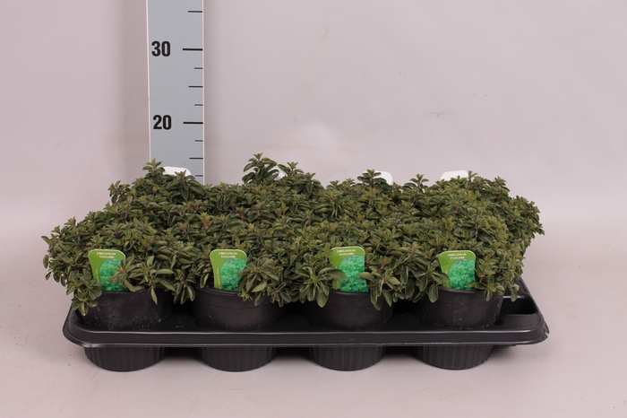 <h4>Kruiden I Origanum vulgare (Wilde marjolein)</h4>