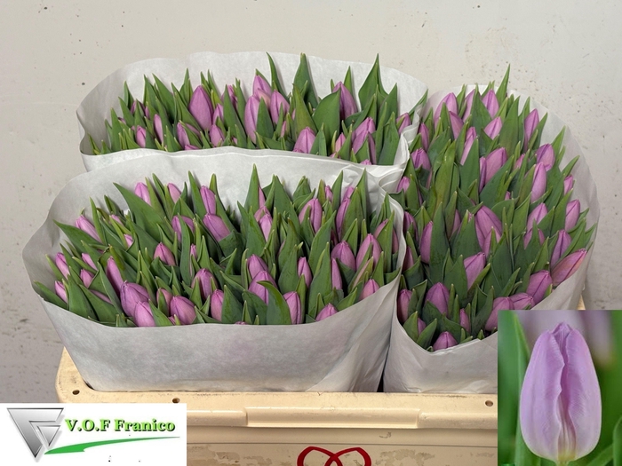 <h4>TU EN CANDY PRINCE</h4>