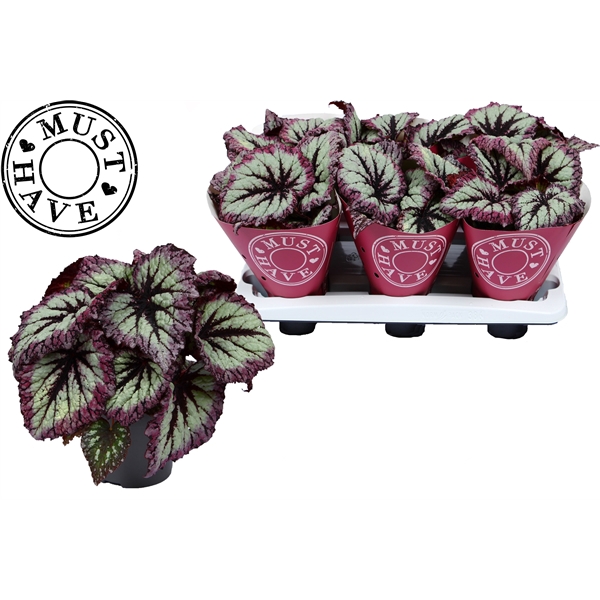 <h4>Bladbegonia Rex Fireworks Must Have</h4>