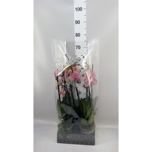 Phalaenopsis  'Jupiter'