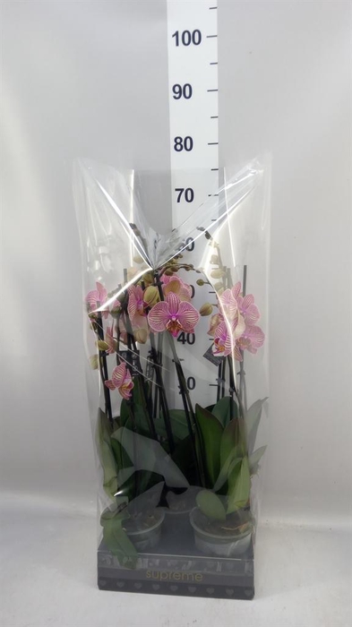 <h4>Phalaenopsis  'Jupiter'</h4>