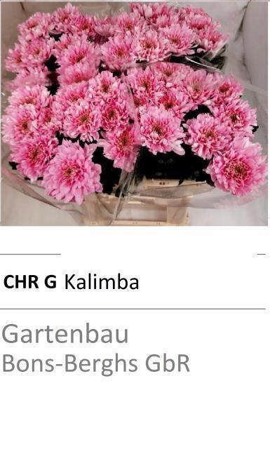 <h4>CHR G KALIMBA</h4>
