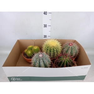 Cactus   ...