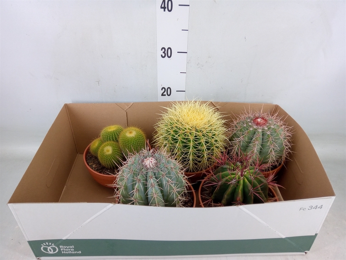 <h4>Cactus   ...</h4>