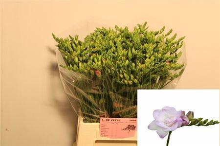 <h4>FR DU ROSARIO</h4>