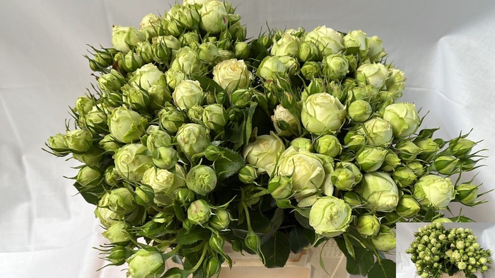 <h4>R TR WEDDING PIANO</h4>