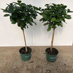 Hydrangea Magical® Flowertree mix 23 cm 7++ kop rijp 1