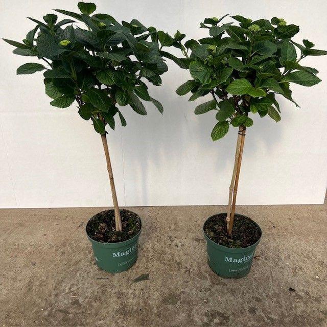 <h4>Hydrangea Magical® Flowertree mix 23 cm 7++ kop rijp 1</h4>