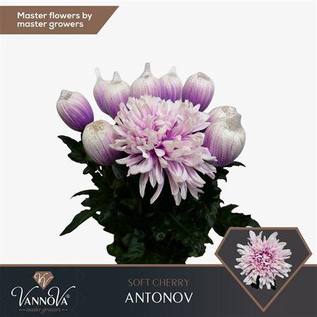 <h4>Chr G Antonov Soft Cherry</h4>