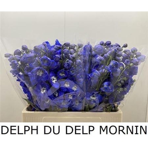 Delph Du Delp Mornin