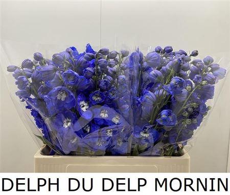 <h4>Delph Du Delp Mornin</h4>
