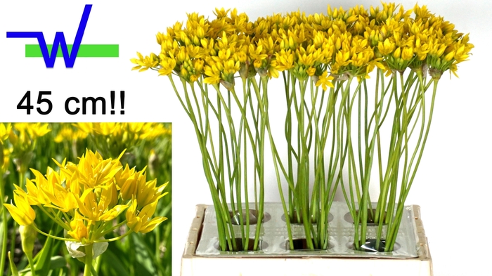 <h4>ALLIUM MO JEANNINE</h4>