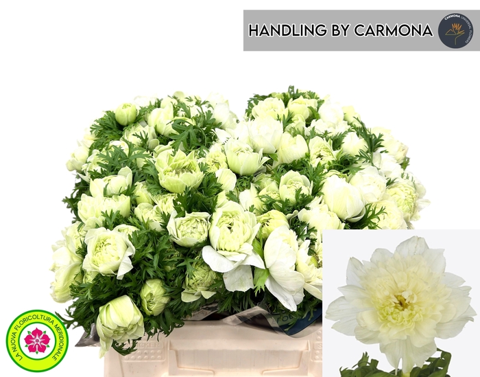 <h4>ANEM CO LEV BIANCO</h4>