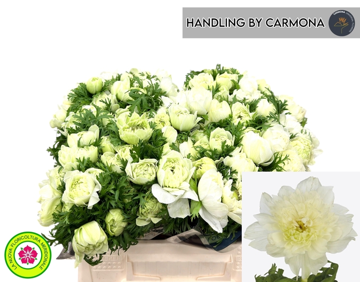 <h4>ANEM CO LEV BIANCO</h4>