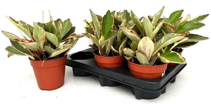 <h4>PEP CLUS JELLIE</h4>