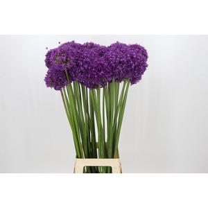Allium 'Gladiator Sensation'