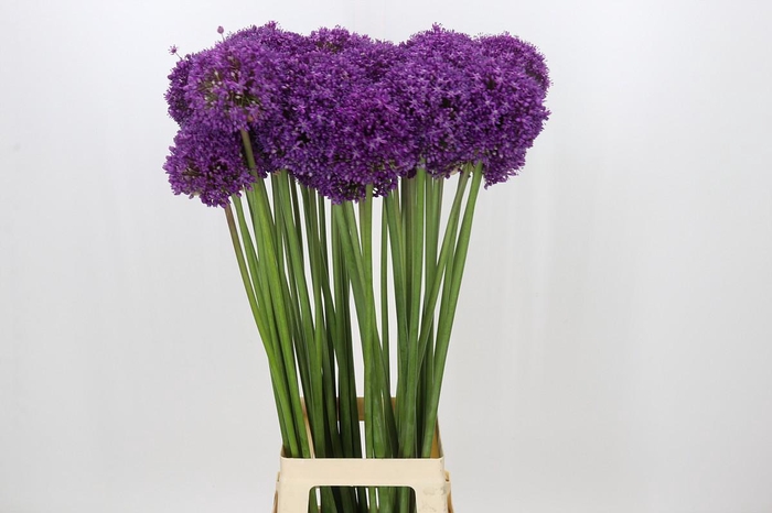 <h4>Allium 'Gladiator Sensation'</h4>