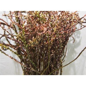 Salix Sekka Bandwilg Very Nice!!