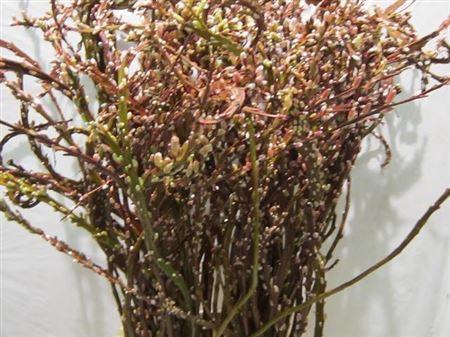 <h4>Salix Sekka Bandwilg Very Nice!!</h4>
